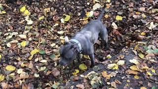 Blue Staffordshire Bull Terrier having a casual walk in the woods