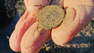 MAN FINDS OLD COINS WITH DETECTOR! #metaldetecting