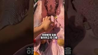 남자가 하마에게 옥수수알을 먹였습니다