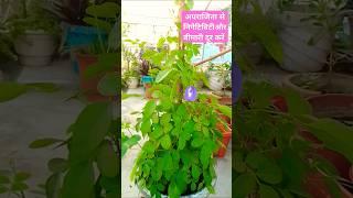 #gardening  Aparajita plant 🪴 short video 