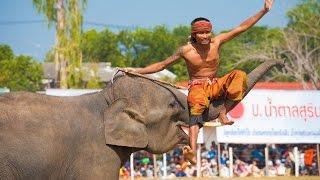 World's Largest Elephant Festival in Surin Thailand - 4K!