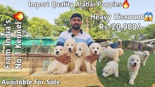 Heavy Discount 20,000/- Limited Time Deal | India's Best Quality Alabai Puppies For Sale #alabai