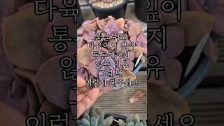 물을 줘도 다육이의 잎이 통통해지지 않는 이유그럴 땐 이렇게 해주세요 #다육#다육이들#다육식물#구독#좋아요#릴스#reels#succulent#알고리즘