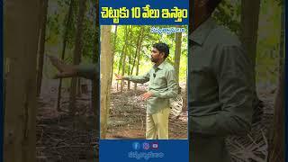 చెట్టుకు 10 వేలు ఇస్తాం...| #agarwood #farming #farmer