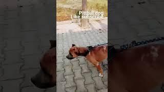 Pittbul #dog# american bulli#like # subscribe
