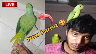 Mew Parrot Mujhe Mila  Live