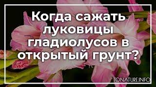 Когда сажать луковицы гладиолусов в открытый грунт? | toNature.Info