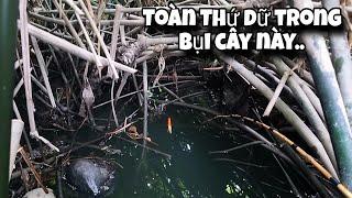 Tập 145 - Vô Tình Sướng Tay Khi Câu Cá Rô Mà Giật Trúng Mấy Loại Cá Này | Tổng Hợp Clip