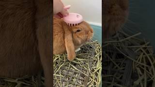 Cute Mini Lop Rabbit Enjoying His New Brush #cutebunny #minilop #cutepets