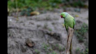 Parrot-Rose-ringed Parakeet