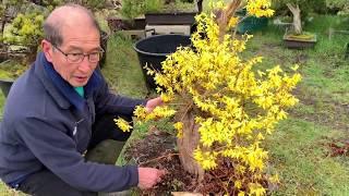 Making Forsythia Bonsai