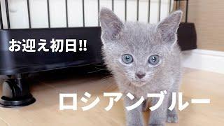 かわいい子猫がうちにやってきた【ロシアンブルー】お迎え初日