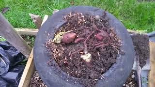 Grow sweet potatoes at home in the UK