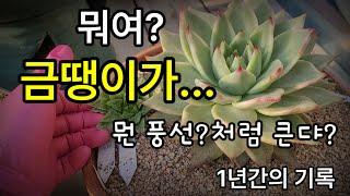 필독 ㅡ 폭풍 성장 마리아금 마무리  이야기~ 1, 2번 배합토 활용, 유용미생물, 식물의 생리를 이해 하고 목적에 맞는 시비방법, 엔힙엠지칼슘