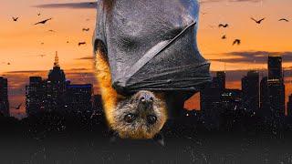 Flying Foxes Are Important