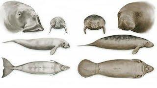 All Manatee & Dugong Species - Species List