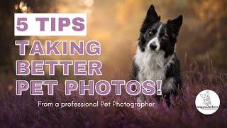 5 Tips to Start Taking Better Photos of your Pet TODAY, from a Professional Pet Photographer