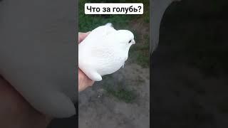 Помогите! Кто знает что за голубь? #белыйголубь #голуби #2024