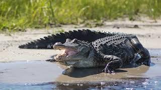 Instagator Air boat Rides with Captain Mike Channell NEW 12-30-2021