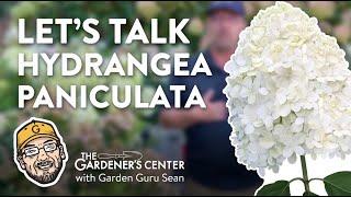 Let's Talk Hydrangea Paniculata, Fave Flowering Shrub ️ Garden Guru Sean at The Gardener's Center