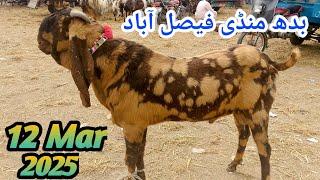 Budh Mandi Faisalabad | New update | 12-03-2025 | Punjab Goat Farm | 0320-7528521