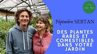 DES PLANTES RARES et COMESTIBLES dans votre JARDIN