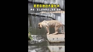 Tiger vomits a large amount of water by the pool 老虎在池边大量吐水  #animal【跟着图尔去旅行】