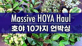 호야 10가지 하울 / 희귀 호야 식물 언박싱 / Massive Hoya Unboxing / 10 Rare Hoyas