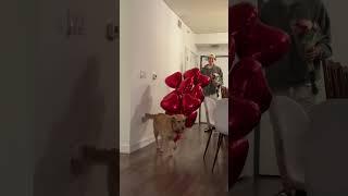 This golden retriever is afraid balloons #goldenretriever ver #dogs #cute