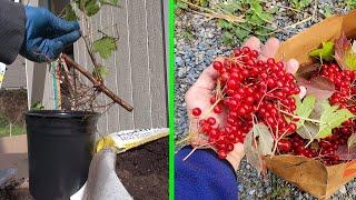 Размножение Калины Отводками #3. Planting Tips Propagate viburnum #3