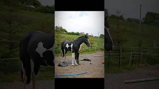 HORSETIME (18/5/25)