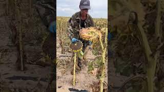 This Sunflower Harvest is Oddly SATISFYING & Kinda Badass!  #oddlysatisfying #asmr #farming