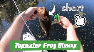 Bass Smashes Frog in a Missouri Pond! #shorts #kayakbassfishing #fishingwcp