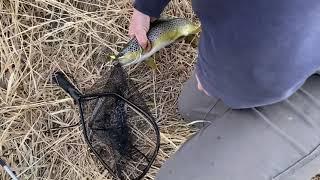 Trout Fishing at the Shoshone River! (Cody, Wyoming)