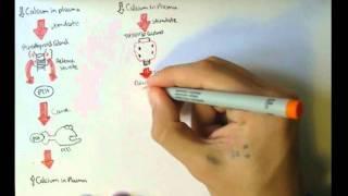 Bone Homeostasis (Calcium and Phosphate) Hormones