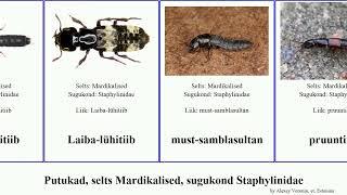 Putukad, selts Mardikalised, sugukond Staphylinidae insect Kirju-samblasultan Chris Lagoon tiivutu