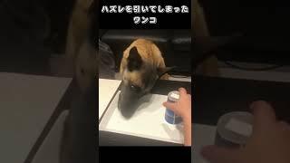 ハズレを引いてしまったワンコ
