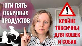 ЭТИ 5 ОБЫЧНЫХ ПРОДУКТОВ СМЕРТЕЛЬНО ОПАСНЫ ДЛЯ ДОМАШНИХ ЖИВОТНЫХ. РАЗБИРАЕМСЯ С ТОКСИКОЛОГОМ.