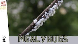 Mealybugs: Your Introduction Guide to Protecting Plants! 🪲 (Pseudococcidae Family)