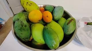 We are Harvesting Mangos