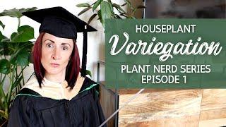 What Causes Houseplant Variegation | Plant Nerd Series | Houseplant Science