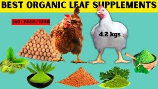 GET MORE EGGS + MORE WEIGHT GAIN BY USING THESE TOP ORGANIC LEAF POWDER SUPPLEMENTS