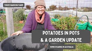 Veggie Garden Update & Potatoes in Pots: Central Victoria