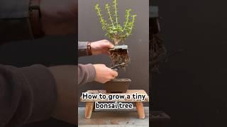 How to grow a tiny bonsai tree #bonsai #beginnerbonsai #dwarfjade #bonsaicreation #bonsaitree