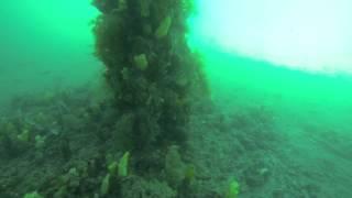 Cbh Grain Terminal Jetty Scuba Diving - East Rockingham