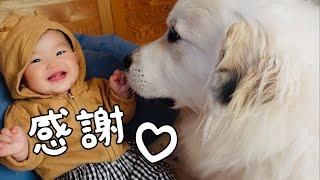 【ついに！】いつも山奥暮らしのシュシュをありがとうございます！｜グレートピレニーズ