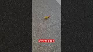 엄마뒤만 졸졸졸 쫒아다니는 앵무새#birds  #parrot #cute #앵아지 #썬칙 #코뉴어 #앵무새