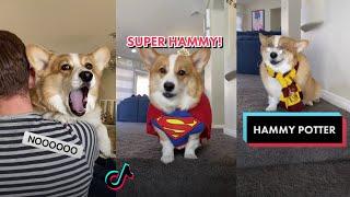 Ultimate Hammy and Olivia New TikTok Videos 2021 | All Hammy & Olivia New Funny TikToks Compilation