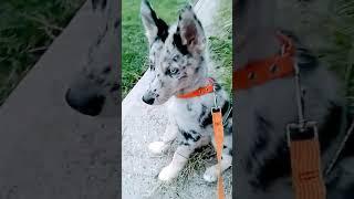 #shorts #dog #husky #pomeranian Rare Blue Merle Pomsky  ( Pomeranian and Husky Mix)