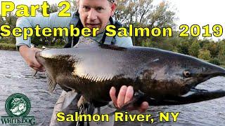 PART 2 - September Salmon - Salmon River, NY - DSR